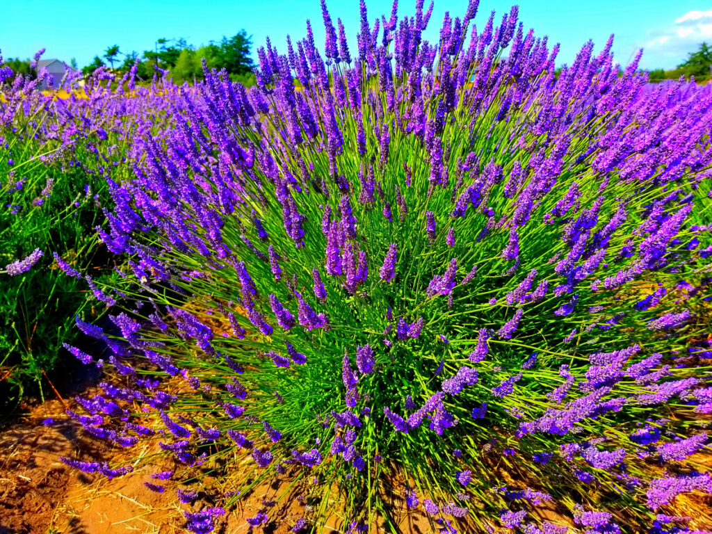 Lavender Farm