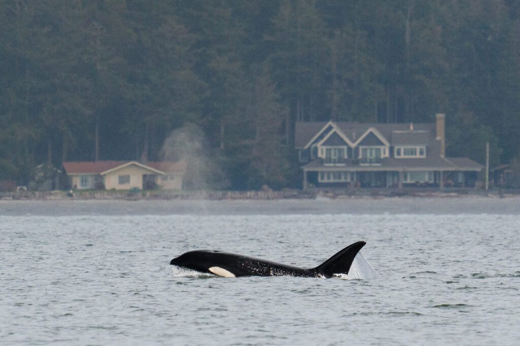 whale watching